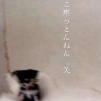 ハスキーの股の上！！