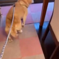 家の中を歩き回る老犬
