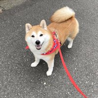 普段