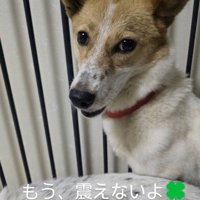 カメラを見つめる茶色い犬