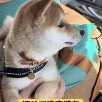 初めての洗車機を見た豆柴