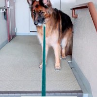 散歩拒否のジーボくん