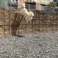 親戚のおじさんを見送るおもちちゃん4