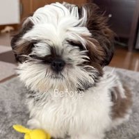顔が隠れている茶々丸くん