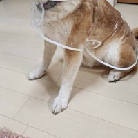 透明のレインコートを着せてみた