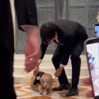 アタフタする犬4