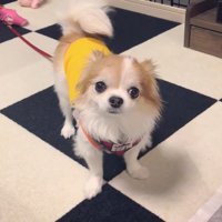 チョッピちゃんは準備万端♪