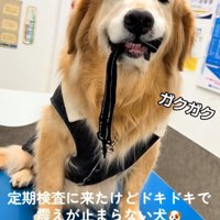 震える大型犬2