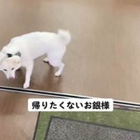 帰りたくない銀くん