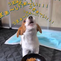 声が大きくなる茶太郎くん