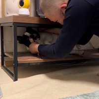 テレビ台の中の小型犬を捕まえる飼い主