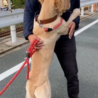 パパに抱きつくわんこ