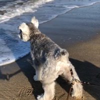 トトちゃんは海に興味津々