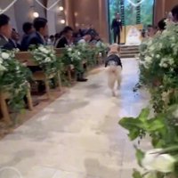 通路を走る犬