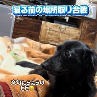 文句を言っているビビちゃん