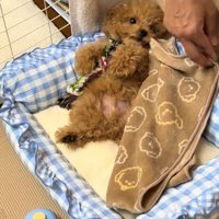 仰向けでおもちゃを抱えている犬