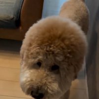 ママに近づくシャビくん