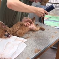 「それはやだ！」と怒っても…