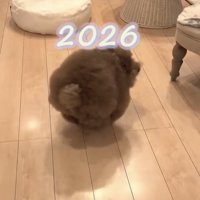 歩く犬の後ろ姿