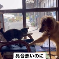 子猫と遊ぶ大型犬