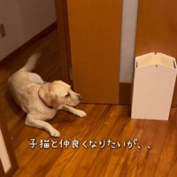 子猫たちを見てしっぽを振る犬