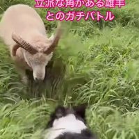 絶対に引かないわかばちゃん
