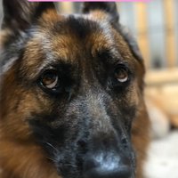 舌を出す犬
