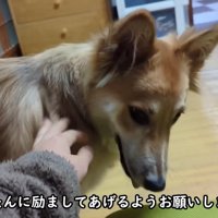 りゅうさんを励ますもかちゃん2