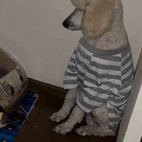 ハムスターを見ていた大型犬