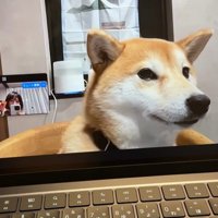 zoom会議中のみかんちゃん9