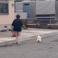 女性が持っているリードを張りながら走る犬