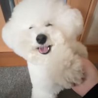 笑顔を見せる犬