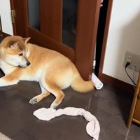 しっぽをツンツン…