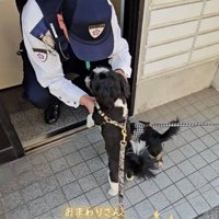 見つめ合う警察官と犬