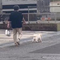 駆け足で散歩道を走る犬