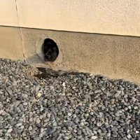 穴から出てきたのは…？