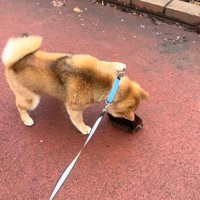 においを嗅ぐりんちゃん