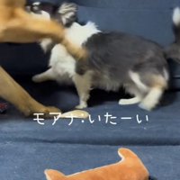 悲鳴を上げるモアナちゃん