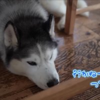 不安そうな犬2