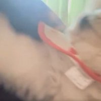 ペキニーズ