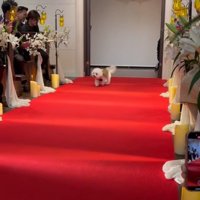 ミロちゃんがリングドッグに挑戦2