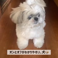 てんぽさんの熱烈歓迎8
