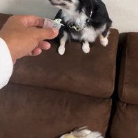 オレオちゃん＆マツちゃんの反応3