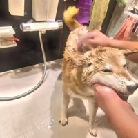 シャンプーをするスティーブくん7