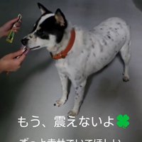 差し出されたおやつを舐める黒い犬
