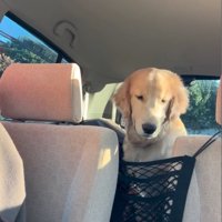 落ち着きがなくなる大型犬