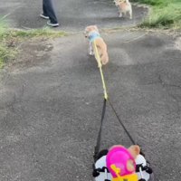 みんなでお散歩楽しいね