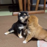 一生懸命口を開けます