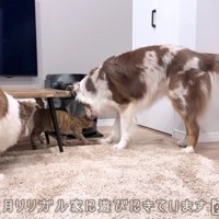 猫愛が止まらない2匹