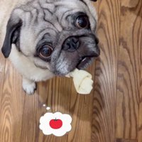 ガムをくわえながらトマトをおねだり